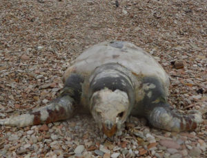 Continua la strage di tartarughe marine: un altro bellissimo esemplare spiaggiato a Marotta